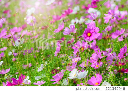 beautiful pink cosmos flowers in the farming area. flower field on winter season at Lop buri, 121349946