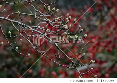 Spicy buds 121349966