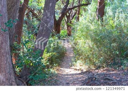 陽光透過樹林的山路~只園山健行路線 陽光透過樹林的山路~只園山健行路線 121349971