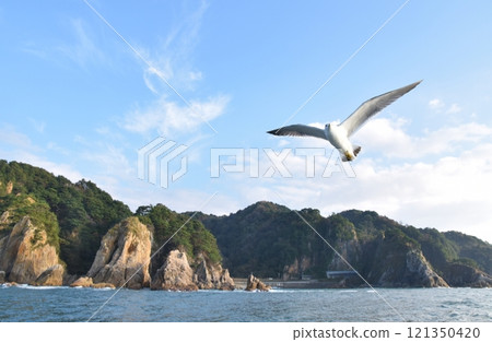 笹川流和海鷗新潟 121350420