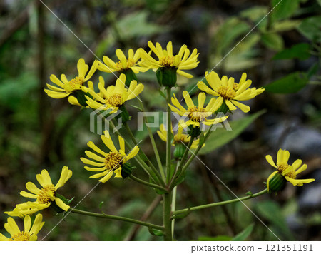 常綠多年生植物菊科的黃色花朵 121351191