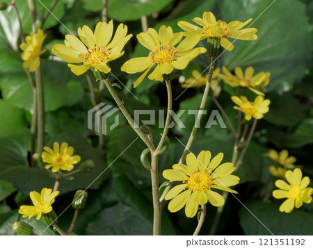 常綠多年生植物菊科的黃色花朵 121351192
