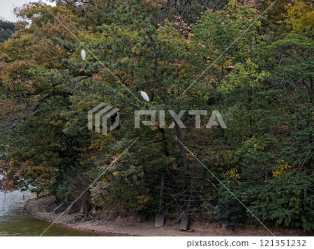 Great Egret Perched on a Branch 121351232