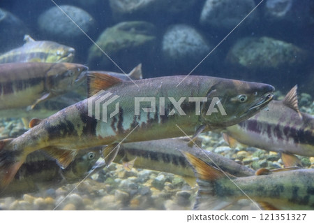 向新潟上游遷徙的鮭魚 121351327