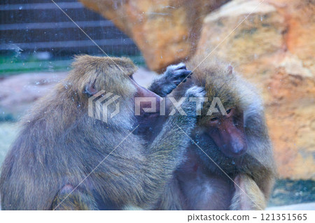 狒狒打扮起來 121351565