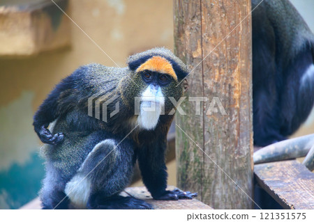 布拉柴格農在動物園 布拉柴格農在動物園 121351575