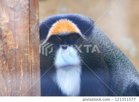 布拉柴格農在動物園 121351577