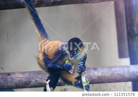 傑弗裡蜘蛛猴緊貼著樹吃樹葉 121351578