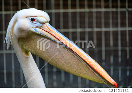 Face of peach pelican Face of peach pelican 121351581