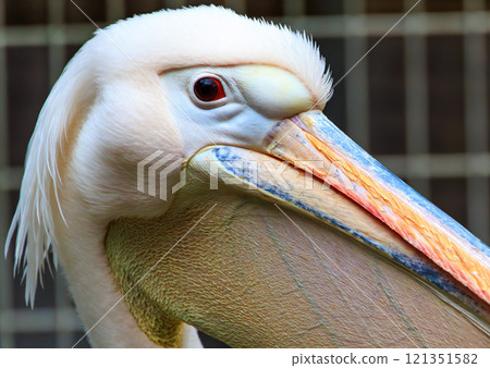 Face of peach pelican Face of peach pelican 121351582