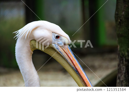 Face of peach pelican 121351584