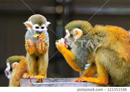 Squirrel monkeys eating food 121351586