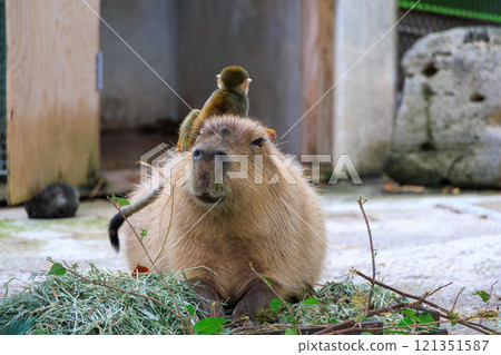 水豚和騎在它背上的松鼠猴 121351587