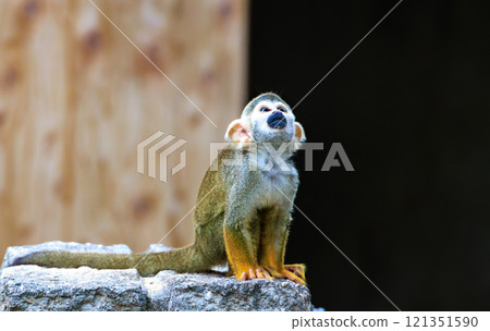 Squirrel monkey in the zoo Squirrel monkey in the zoo 121351590