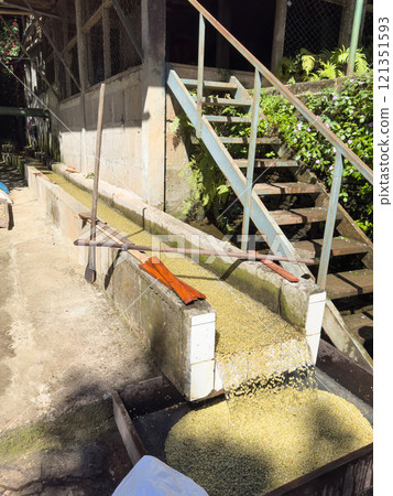 Sorting line of washed wet coffee beans Sorting line of washed wet coffee beans 121351593