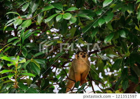 Squirrel monkey in the zoo 121351597