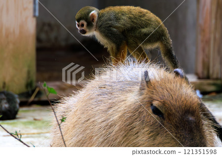 Capybara and a squirrel monkey riding on its back 121351598