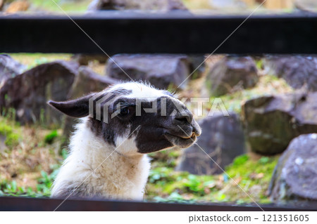 Llama in the zoo 121351605