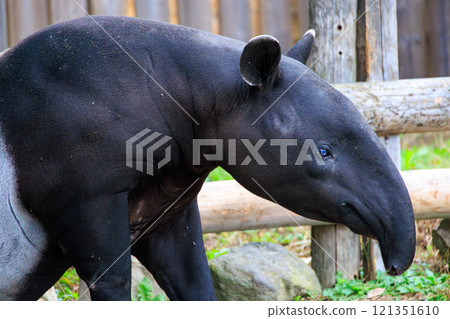 在動物園的馬來貘 121351610