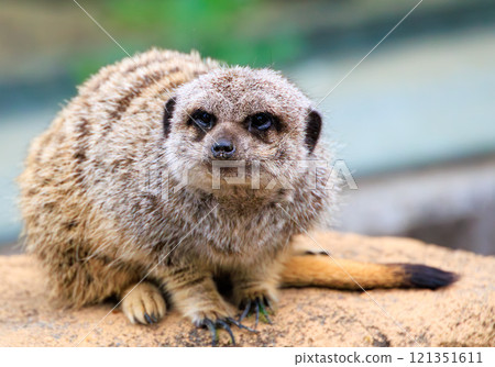 在動物園的貓鼬 在動物園的貓鼬 121351611