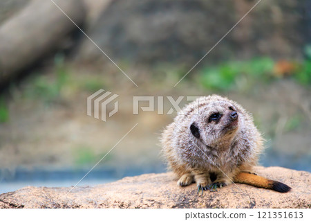 在動物園的貓鼬 121351613