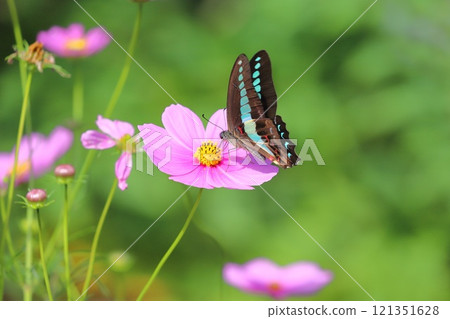Aosujiageha harvesting cosmos honey Aosujiageha harvesting cosmos honey 121351628