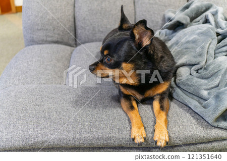 Dog sitting on the sofa 121351640