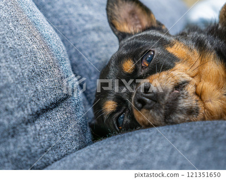 Dog sleeping on sofa Dog sleeping on sofa 121351650