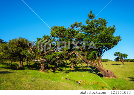 Fanal forest trees on Madeira island, Portugal 121351653