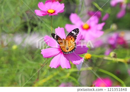 A swallowtail butterfly drinking nectar from a cosmos flower A swallowtail butterfly drinking nectar from a cosmos flower 121351848