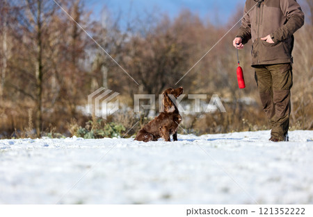 Brown Spaniel running with trainer in snowy winter landscape 121352222