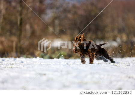 Joyful Brown Spaniel Running Through Snowy Field 121352223