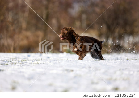 Joyful Brown Spaniel Running Through Snowy Field 121352224
