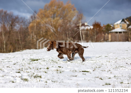 Joyful Brown Spaniel Running Through Snowy Field 121352234
