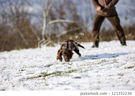 Brown Spaniel running with trainer in snowy winter landscape 121352236