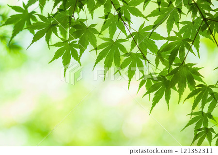 Refreshing new greenery New greenery image material 121352311