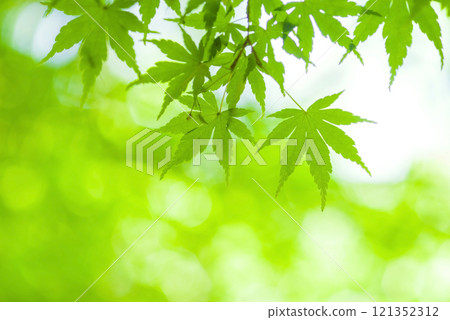 清爽的小清新綠色圖片素材 121352312