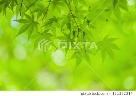 清爽的小清新綠色圖片素材 清爽的小清新綠色圖片素材 121352314