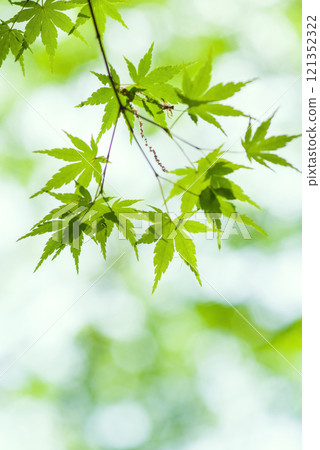 Refreshing new greenery New greenery image material 121352322