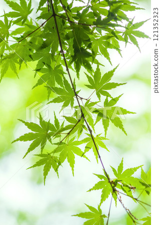 Refreshing new greenery New greenery image material Refreshing new greenery New greenery image material 121352323