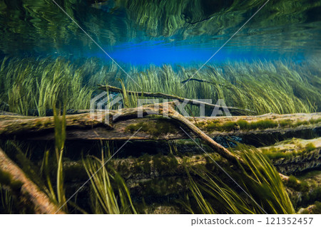Sunken logs with algae underwater in fresh water lake Sunken logs with algae underwater in fresh water lake 121352457