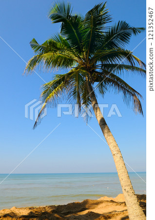 Tropical beach with coconut palm tree 121352467