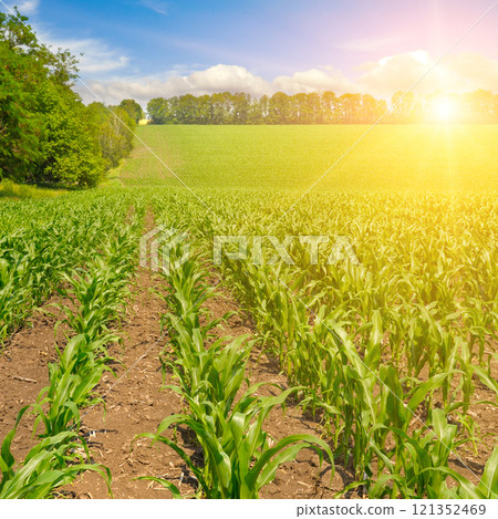 Beautiful sunset over cornfield. Beautiful sunset over cornfield. 121352469