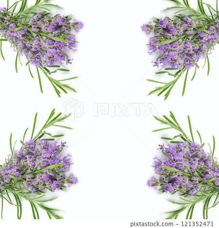 Fresh lavender bouquet isolated on a white background. Collage. Free space for text. Fresh lavender bouquet isolated on a white background. Collage. Free space for text. 121352471