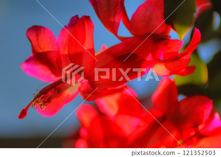 Christmas Cactus Flowers in Bloom 121352503