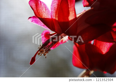 Christmas Cactus Flowers in Bloom 121352504