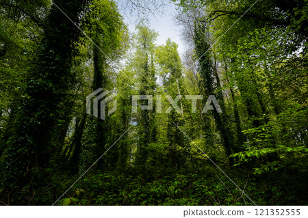 Lush green forest with towering trees and abundant foliage under a cloudy sky. Lush green forest with towering trees and abundant foliage under a cloudy sky. 121352555