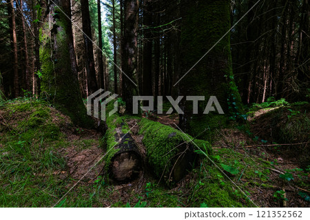 A serene forest with towering trees surrounding moss-covered logs. Sunlight filters through the branches, casting soft shadows on the ground. The atmosphere is calm and tranquil. A serene forest with towering trees surrounding moss-covered logs. Sunlight filters through the branches, casting soft shadows on the ground. The atmosphere is calm and tranquil. 121352562