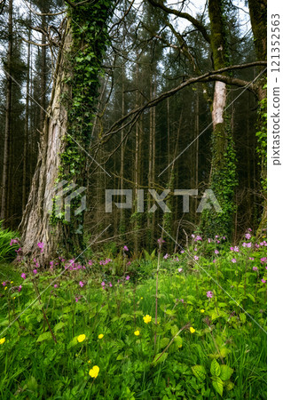 Lush green landscape featuring blooming flowers and towering trees in a serene forest setting at midday. 121352563
