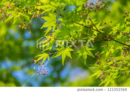 Fresh new greenery - Maple trees in bloom 121352569